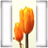 naklejki - tulipany